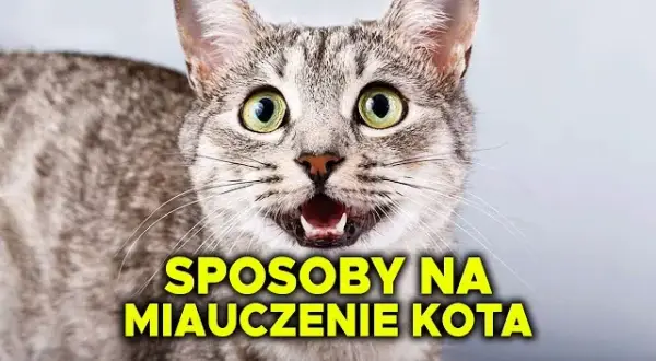Dlaczego kotka ciągle miauczy? Odkryj przyczyny i rozwiązania
