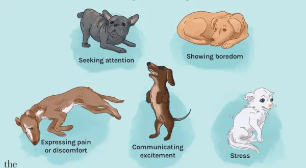 Illustration shows five dogs expressing different emotions. A dog crying from pain or discomfort is depicted.