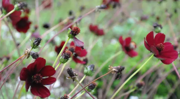 Mörkröda chokladblomma perenn blommar i en trädgård, med några blommor som börjar vissna.