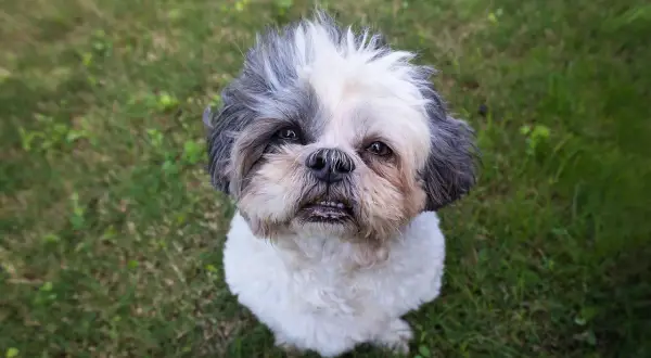 Piesek Shih Tzu siedzi na trawie. Zastanawiasz się, ile węgla aktywnego dla psa podać w razie potrzeby?