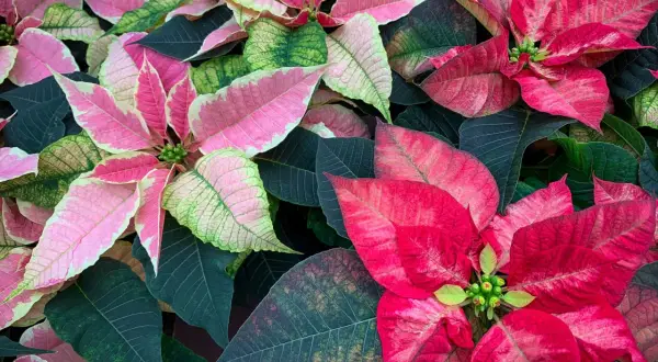 Un tripudio di colori quando fiorisce la stella di Natale: foglie rosa, rosse e verdi si intrecciano in un abbraccio festivo.