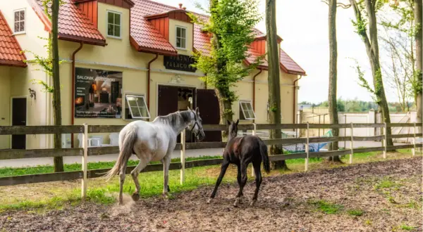 Biały koń i źrebię na wybiegu przed stajnią pałacową w Płazie.
