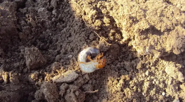 Biała, pękata larwa chrząszcza z pomarańczową głową, zwinięta w kłębek na wilgotnej ziemi.