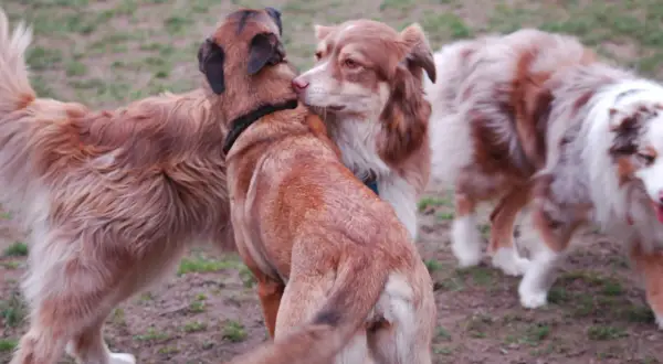 Ein brauner Hund knabbert einem anderen Hund am Ohr, während ein dritter Hund im Hintergrund steht.