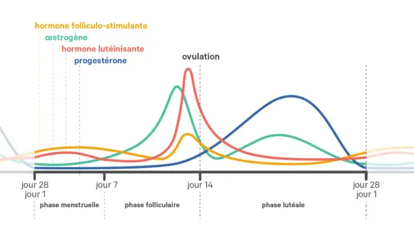 Graphique des hormones du cycle menstruel, montrant les variations de l'œstrogène, de la progestérone et d'autres hormones durant la phase lutéale.