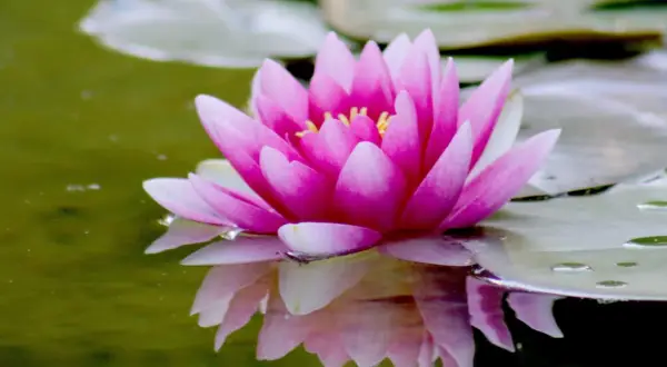 Fleur de nénuphar rose éclatante, ses pétales délicats se reflétant dans l'eau verte. Le rhizome nénuphar, caché sous la surface, nourrit cette beauté aquatique.