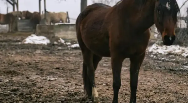 Brązowy koń stoi na błotnistym wybiegu. W tle inne konie przy pasniku. Deszcz i błoto to codzienność u koni zimą.