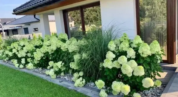 Idealne stanowisko dla hortensji ogrodowej: Półcień, gleba i ochrona