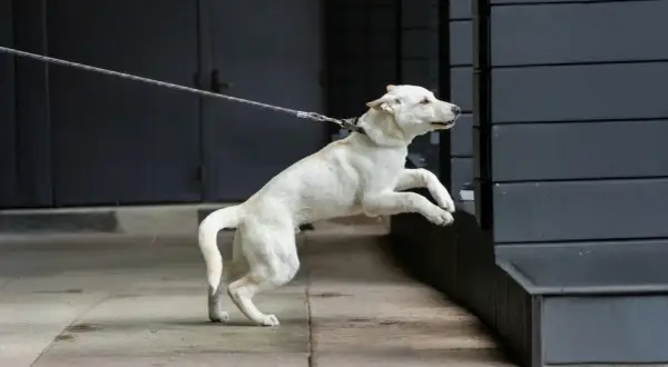 Ein weißer Hund zieht neugierig an der Leine und springt auf eine Mauer.