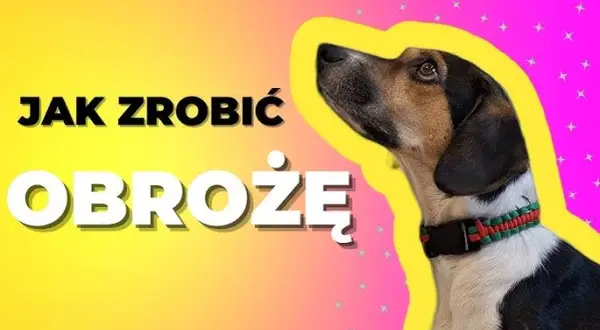 Jak zrobić plecioną obrożę dla psa - krok po kroku z materiałami