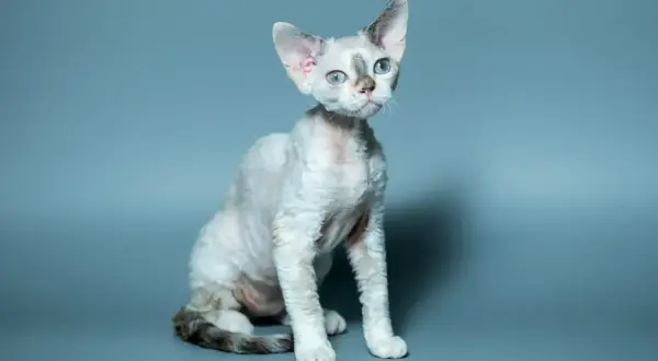 Uroczy kot rasy devon rex o falistej sierści i niebieskich oczach. Jego charakter jest równie wyjątkowy jak wygląd.