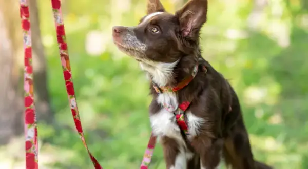Obroża czy szelki dla border collie – co wybrać dla swojego psa?