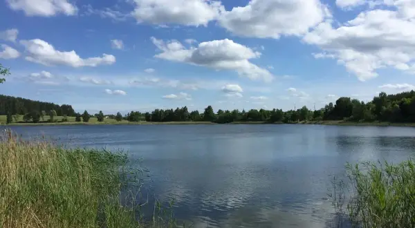 Spokojne jezioro Czarna Hańcza otoczone zielenią, z puszystymi chmurami na błękitnym niebie.