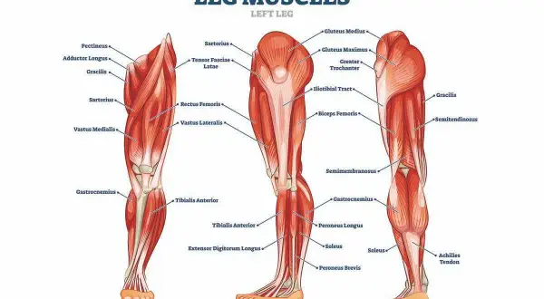 Illustrazione anatomica dei muscoli della gamba sinistra, vista anteriore, laterale e posteriore, con etichette che indicano i vari muscoli.