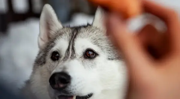 Siberian husky patrzy z nadzieją na przysmak. Czas na trening, od kiedy można zostawiać szczeniaka samego?