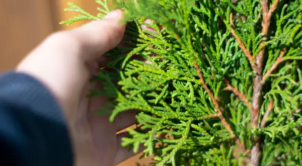Najlepszy ukorzeniacz do tui – skuteczne metody i porady dla ogrodników