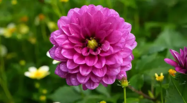 Gros plan sur un dahlia rose vif, ses pétales délicats couverts de gouttes de rosée. Une belle fleur en exposition, entourée de verdure et de touches de jaune.
