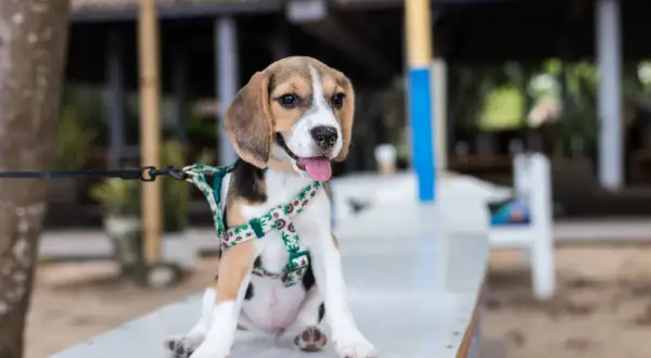 Szczeniak beagle w szelkach czeka na spacer. To idealny moment, by nauczyć psa chodzić na smyczy.