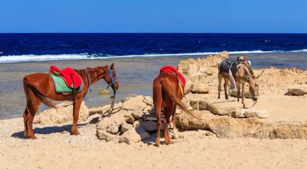 Dwa konie i osioł czekają na plaży na wspaniały galop po plaży.