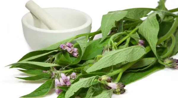 Frische Beinwell-Pflanzen mit lila Blüten und ein Mörser deuten auf die heilende Beinwell Wirkung hin.