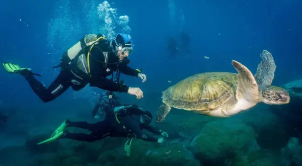 Buceo en la playa de los Muertos, donde buzos observan una tortuga marina nadando en aguas cristalinas.