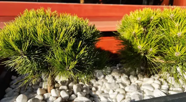 Dwa miniaturowe iglaki w donicy, ozdobione białymi kamykami, tworzą zieloną oazę na balkonie.