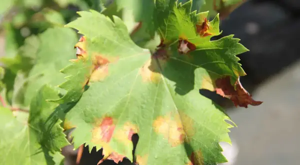 Grünes Weinblatt mit braunen Flecken, Anzeichen von falschem Mehltau.