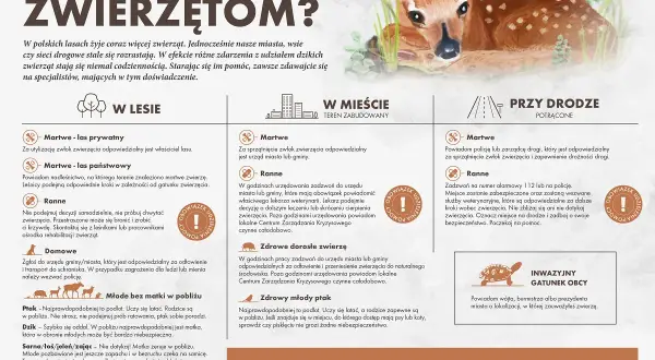 Sanktuarium dla zwierząt w Polsce: jak pomóc potrzebującym zwierzętom