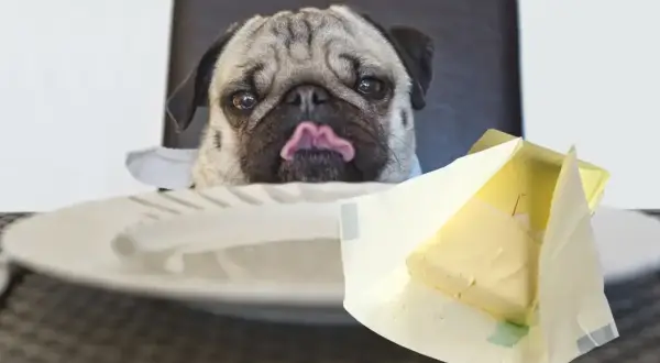 Mops z wyciągniętym językiem patrzy na kostkę masła. Czy pies może jeść masło? To pytanie zadaje sobie wielu właścicieli czworonogów.