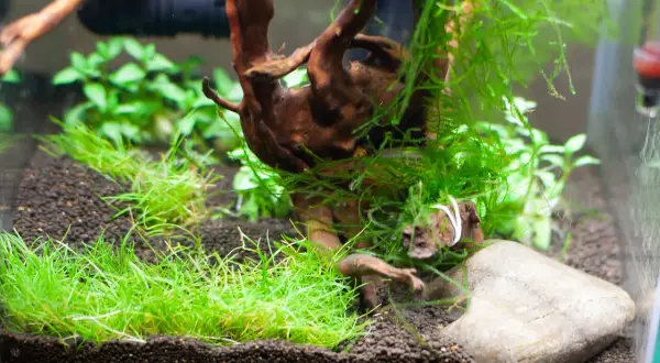 Krewetkarium z korzeniem, mchem i trawnikiem. Zielone kępy roślin tworzą idealne schronienie dla krewetek.