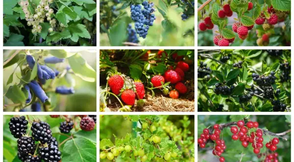 Krzewy owocowe łatwe w uprawie: białe porzeczki, borówki, maliny, jagody kamczackie, truskawki, aronia, jeżyny, agrest, czerwone porzeczki.