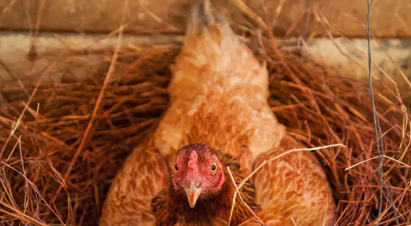 Ein braunes Huhn liegt im Nest aus Stroh und Zweigen. Es schaut direkt in die Kamera.