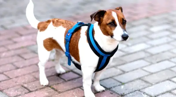 Jack Russell w niebieskich szelkach, idealnych dla małych psów. Wygodne i bezpieczne, zapewniają komfort podczas spacerów.
