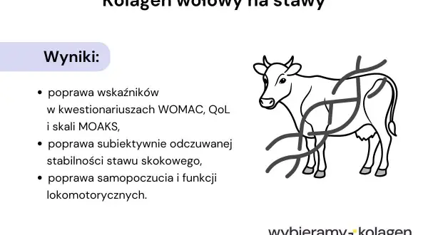 Kolagen wołowy na stawy poprawia wskaźniki, stabilność stawów i samopoczucie. Dowiedz się, co to jest kolagen.