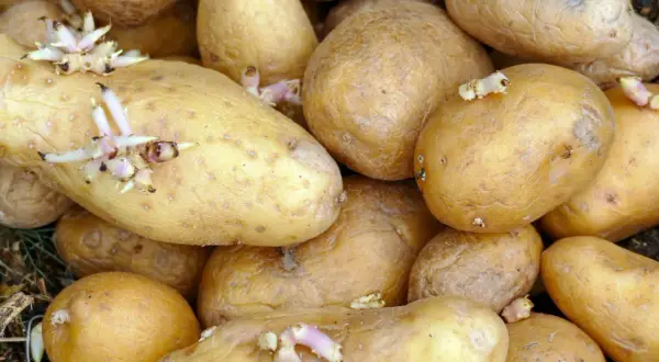 Nahaufnahme von Kartoffeln, die ausgetrieben haben. Die Keime sind weiß und rosa und wachsen aus den Augen der Kartoffeln.