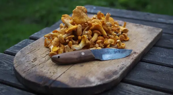 En hög med kantareller på en träskärbräda med en kniv. Dags att ta hand om kantareller för en god måltid.