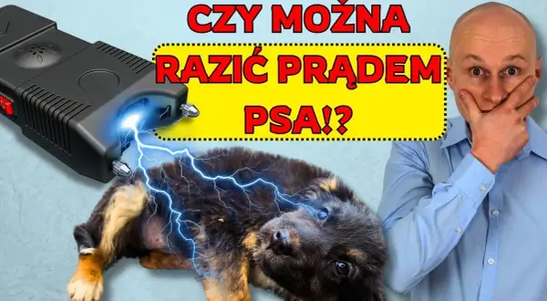 Jak działa obroża elektryczna? Prawda o jej skuteczności i ryzyku