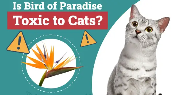 A cat looks up at a graphic asking "Is Bird of Paradise Toxic to Cats?" with an image of the flower and warning signs.