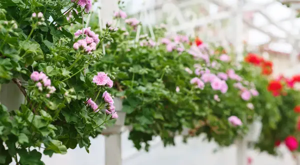 Różowe pelargonie kaskadowe kwitną obficie, tworząc zielono-kwiatową kaskadę.