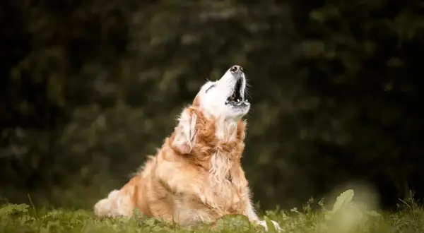 Goldener Retriever heult in der Natur. Vielleicht fragt er sich, warum heulen Hunde, oder er ruft nach seinem Rudel.