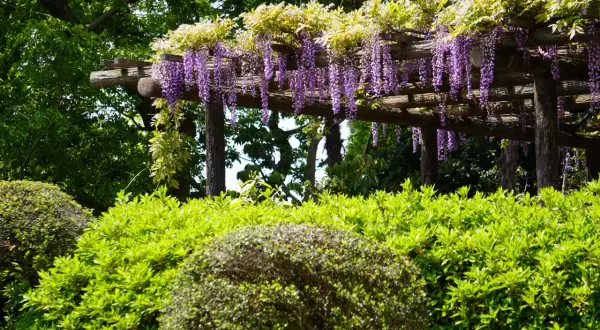 Pergola z kwitnącym, fioletowym glicynią i bujną zielenią.