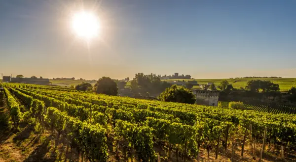 Sonnenbeschienene Weinberge in Bordeaux, ideal für eine exzellente bordeaux cuvée.