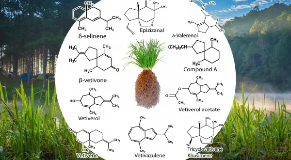 Vetiverwurzel mit chemischen Strukturen, die die Wirkung auf die Psyche erklären. Beruhigende Duftstoffe wie Vetivazulene und Beta-Vetivone.