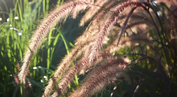 Espigas de plantas herbáceas de color rojizo y marrón, iluminadas por el sol, con tallos verdes borrosos al fondo.