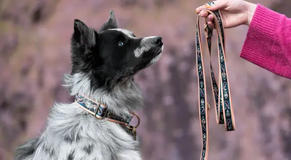 Najlepsza obroża dla border collie – uniknij błędów przy wyborze