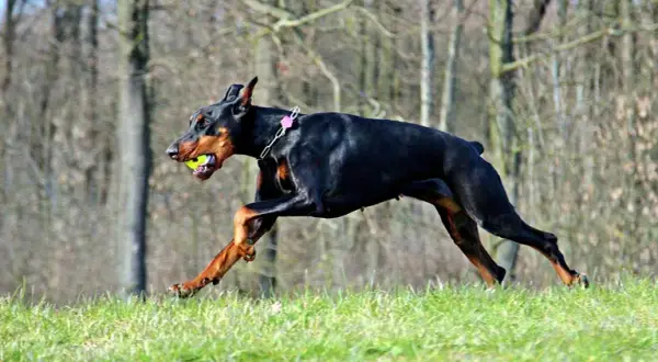 Ile kosztuje szczeniak dobermana? Zaskakujące czynniki, które musisz znać!