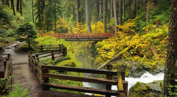 Sentier boisé avec des ponts en bois et une cascade dans le **Olympic National Park**. Les feuilles d'automne jaunes illuminent la forêt.