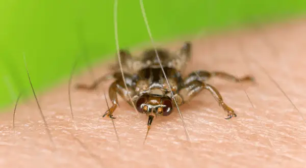Makroaufnahme einer Hirschlausfliege auf menschlicher Haut, die sich an Haaren festhält. Diese Fliegen können auch Hunde befallen.