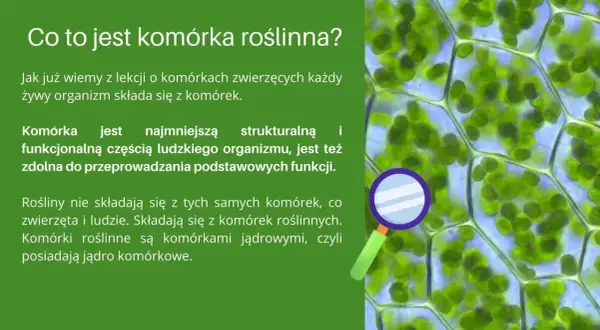 Jak wygląda komórka roślinna? Odkryj jej niezwykłą budowę i funkcje