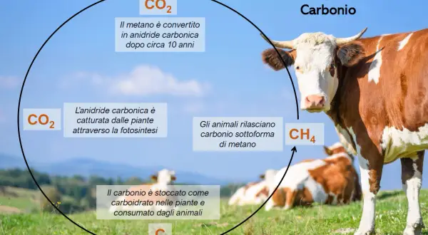 Ciclo del carbonio: le mucche rilasciano metano (CH4), contribuendo alle emissioni CO2 degli allevamenti. Le piante assorbono CO2.